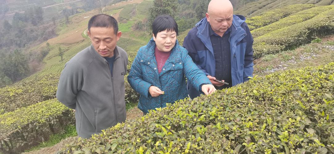 恩施茶叶门户恩施茶叶门户人员简介