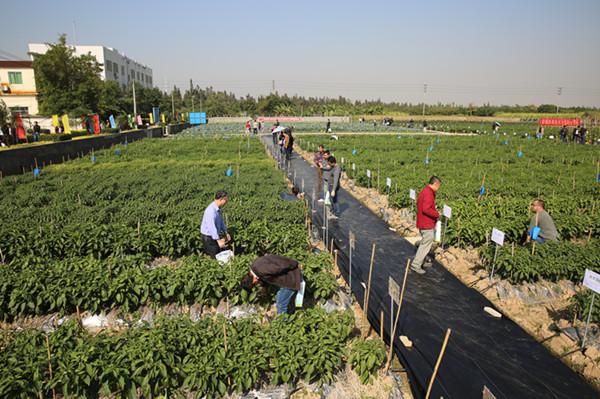 江门网站推广哪家有实力