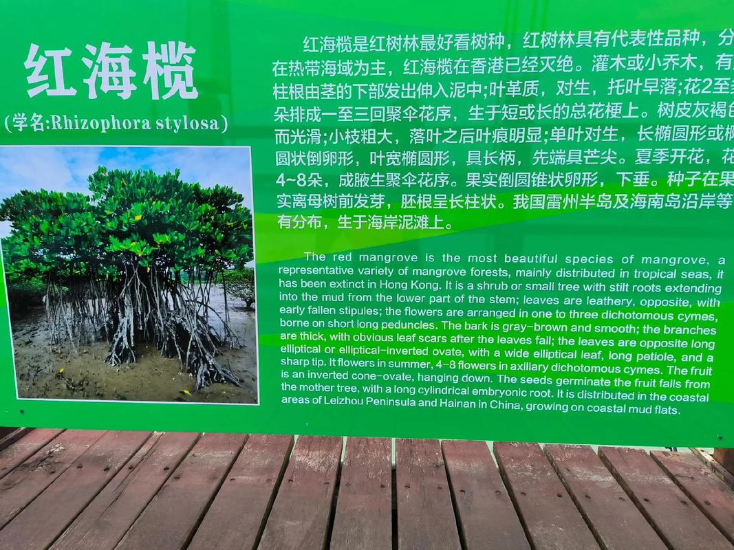 红树林公司简介