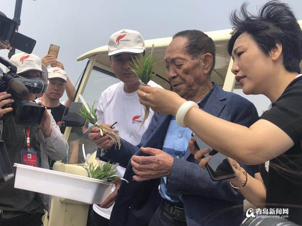 袁隆平团队海水稻开始产业化推广,这种水稻亩产达到了多少?