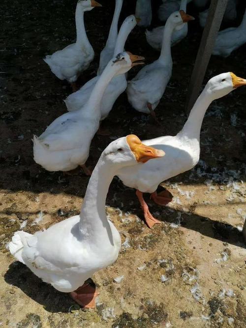 江苏沭阳希望鹅苗骗子,以次充好,黑白不分,还有那些骗农民钱的,大家说出...