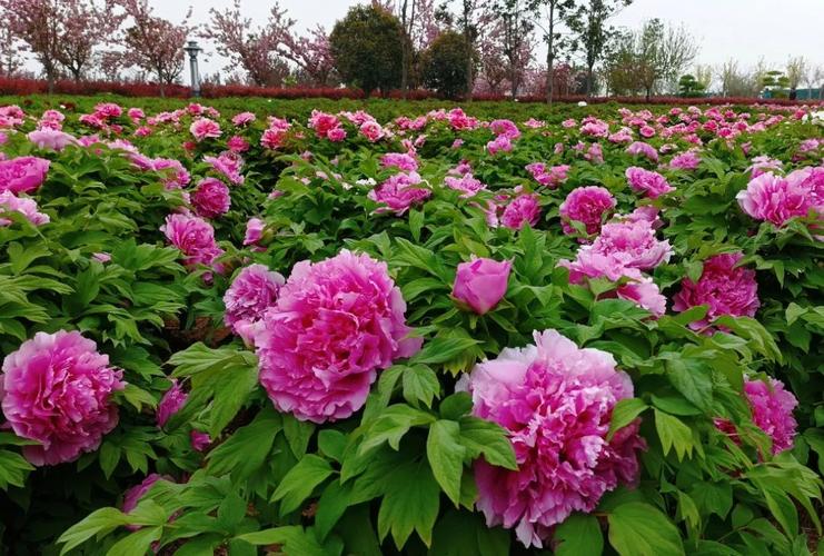 洛阳南山牡丹文化园:全域票务管理、公众号+小程序售票