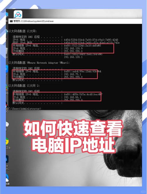 怎么查网站的域名?