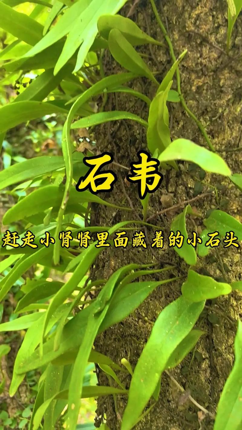 请问第一个字的拼音是chui的地名有哪些?最底也要县以上的城市?_百度...