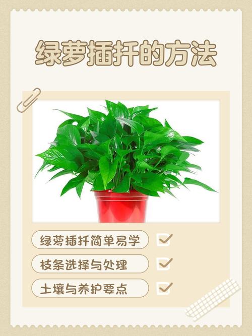 绿萝算法的意义