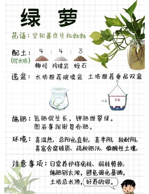 什么是绿萝算法?