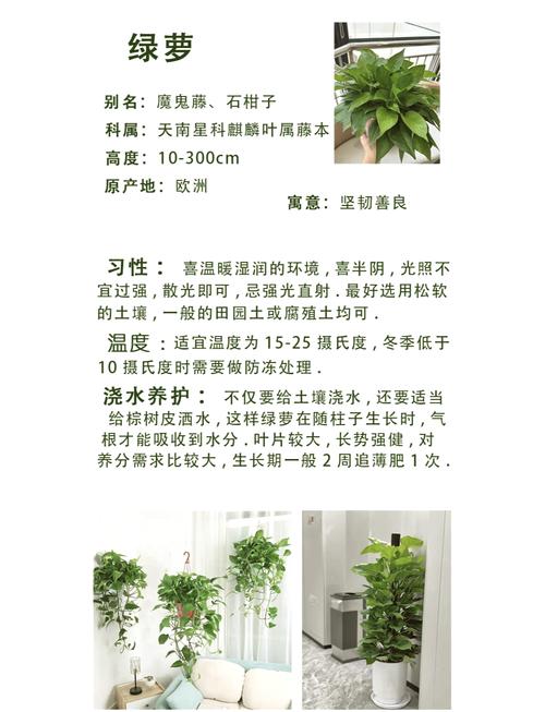 在seo中,什么叫绿萝算法