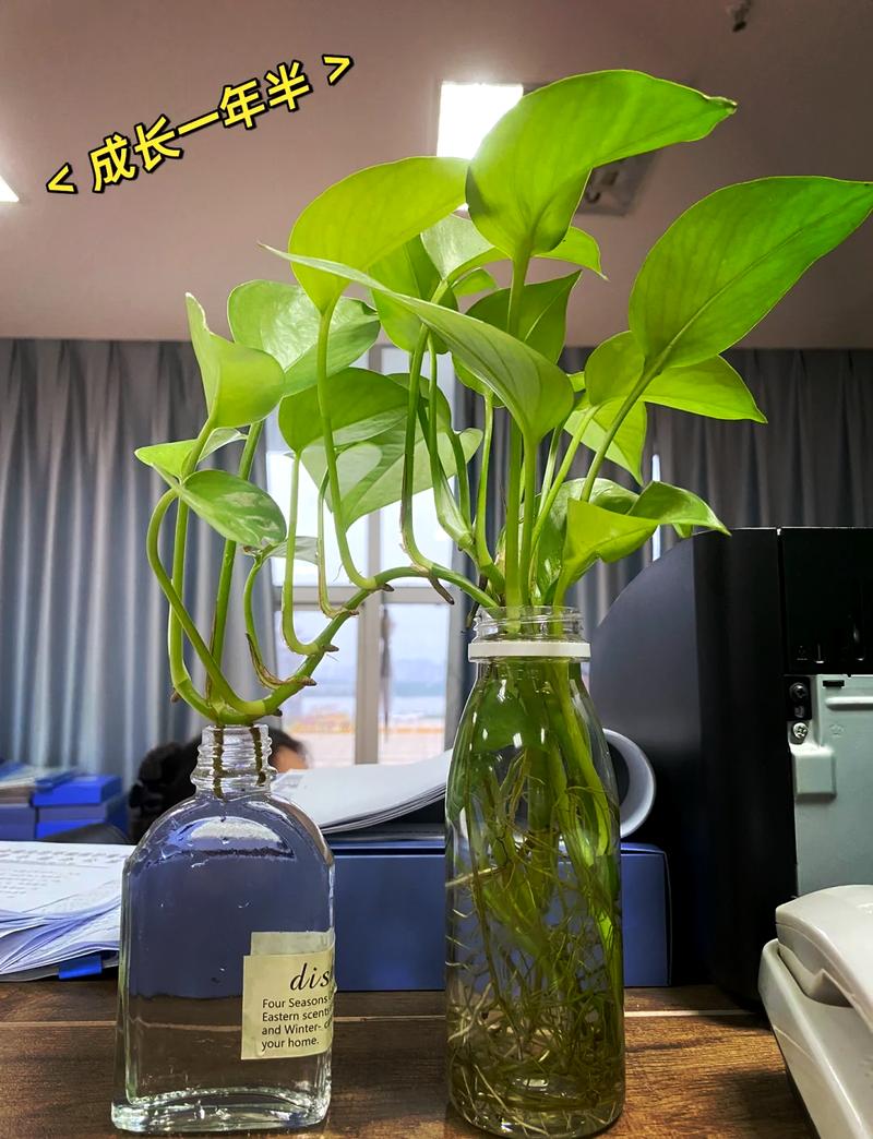 绿萝算法绿萝算法应对