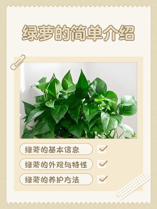 绿萝算法真的是垃圾外链的克星吗