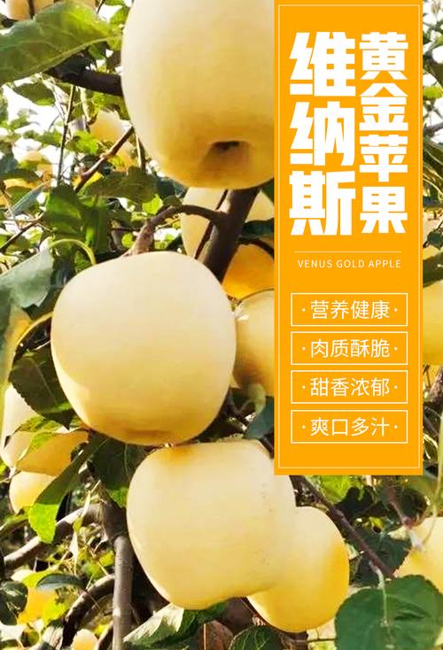 金苹果排名什么意思